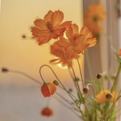 万博max体育官网