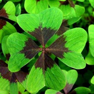 im电竞官网手机app下载