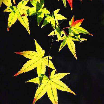 必赢亚洲app下载